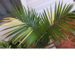 Palm hotel and resorts