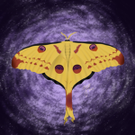 MothFamilyStudios