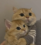 STORM CATZ