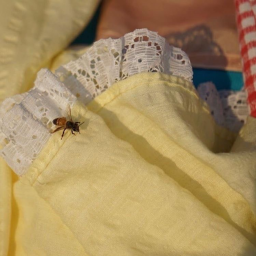 A Bee!