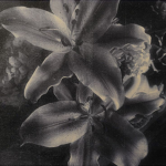 MaddiePlayz Fan group