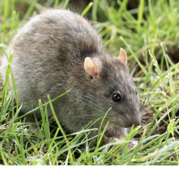 Rat Ate a Cat