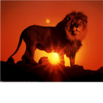 (Lion)