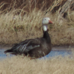 Christ's Geese