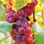 The Grape Kingdom