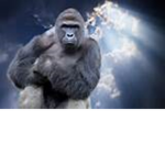 The Harambe Fund