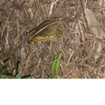 football frogs