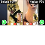 beluga and Hecker home