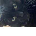 Da Cat group Charlie Charlie