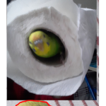 5/C grubu