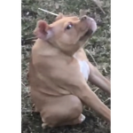 animals are good