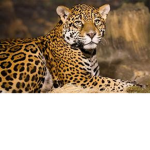 leopard team