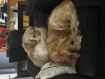 Golden retriever doggy