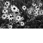 dark daisies