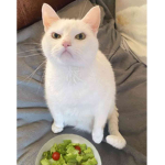 tacticat