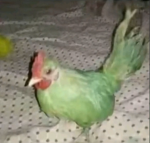 YTKayraTR
