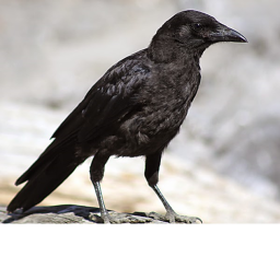 the crow crew's fight