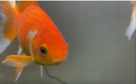 Fishy gishy fan club