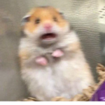 The amazing hamsters