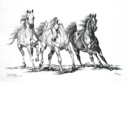 Arabian Horse Association Horse Center