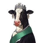 The Ultimate Cow Cult