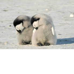 penguins need more attention!