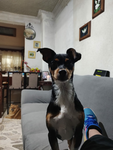 Grupo de cachetin