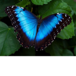 Official. Butterfly Cult