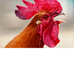 #rooster squad