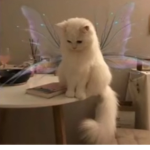 Fairy…cattt
