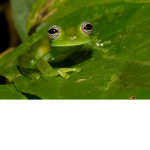 Frog Kingdom!