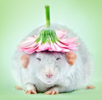 Rat fan club/gathering