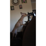 Ellie12528821