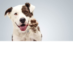 People Who Enjoy Playing Adopt Me