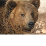 Cub bear group