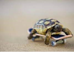 Save The Turtles Yay