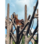 I love zoo animals
