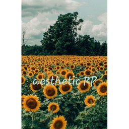 Aesthetic RP