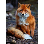 Furry groop
