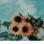 ~Sᴜɴғʟᴏᴡᴇʀ Pᴇᴇᴘs~