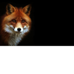 🔥A fox🔥