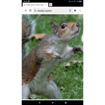 Da cheeky squirrels