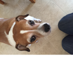 pet simulator group