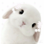૮ melsitta ა Group Thumbnail