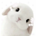 ૮ melsitta ა Group Thumbnail