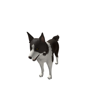 Border Collie