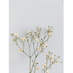 Blooming.