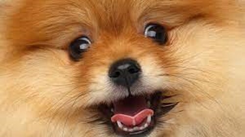 Testing Stuff for Animals