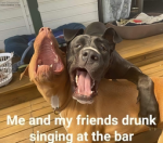 dogshop12