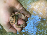 Jeff The Toad Official Cult.